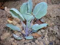 Lahana Fidesi Türleri ve Özellikleri